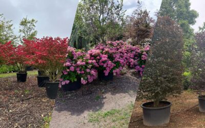 Advies over plant en boomkeuze binnen het Profigreen assortiment