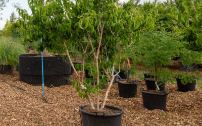 Meerstammige bomen in de moderne leefomgeving