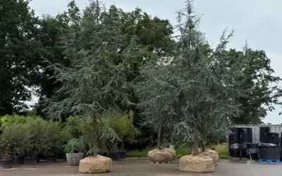 Bomen uitzoeken doe je bewust en met oog voor de toekomst