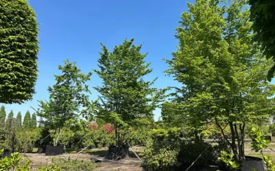 Namen van bomen en wat ze betekenen