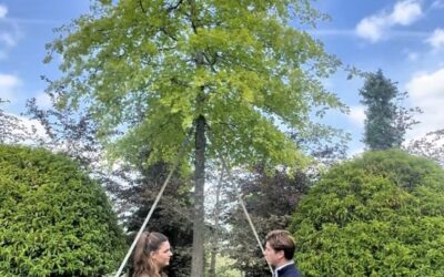 Quercus palustris is de slimme keuze voor natte grond op je terrein