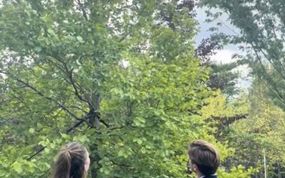 Fagus sylvatica als sterke keuze voor hogere en drogere delen van je terrein