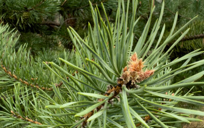 Pinus sylvestris als karaktervolle en sterke boom voor droge standplaatsen