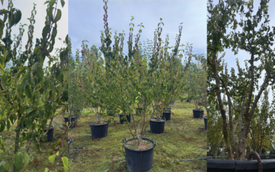 Cornus mas als veelzijdige trendplant voor een natuurlijke en toekomstbestendige tuin