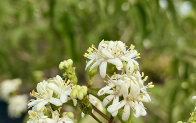 Heptacodium miconioides als bijzondere blikvanger voor tuin en landschap