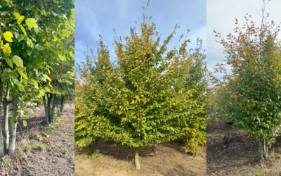 Carpinus Betulus als haag, solitair of meerstammig: zo kies je de juiste vorm